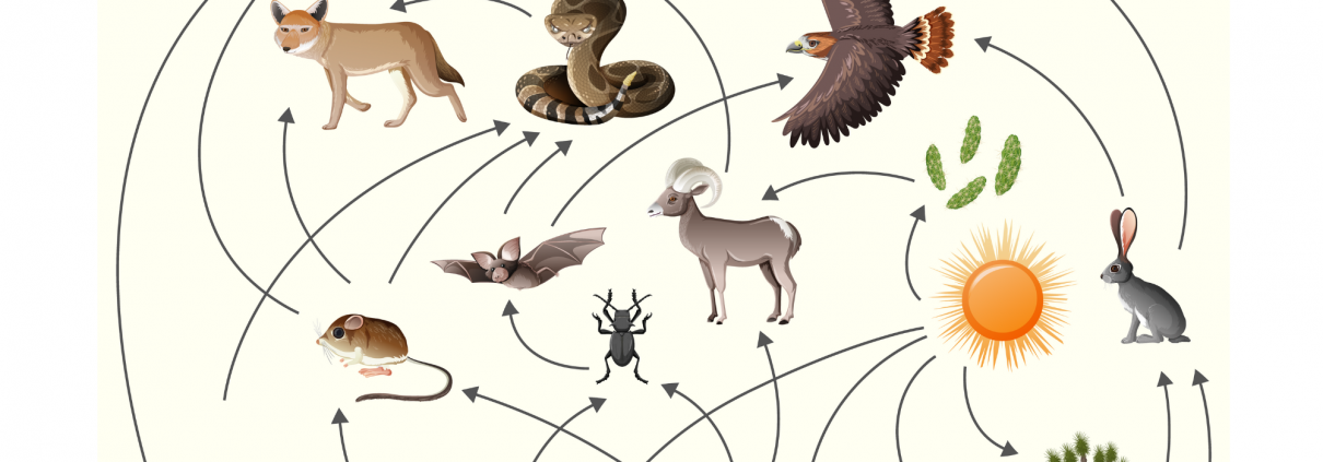 illustrations of animals, fox, bat, birds, and trees connected by arrows