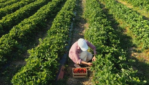 Man in white cap tending to green crops in rows in field