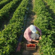 Man in white cap tending to green crops in rows in field