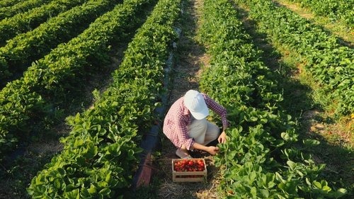 Man in white cap tending to green crops in rows in field