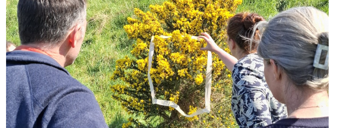 Three people in a sunny field facing a yellow flowered bush. One holds a white cutout to the flowers.