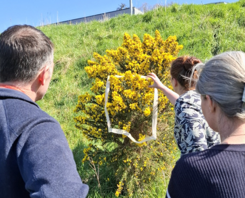 Three people in a sunny field facing a yellow flowered bush. One holds a white cutout to the flowers.