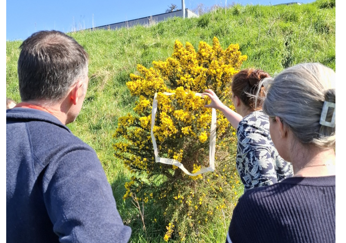 Three people in a sunny field facing a yellow flowered bush. One holds a white cutout to the flowers.