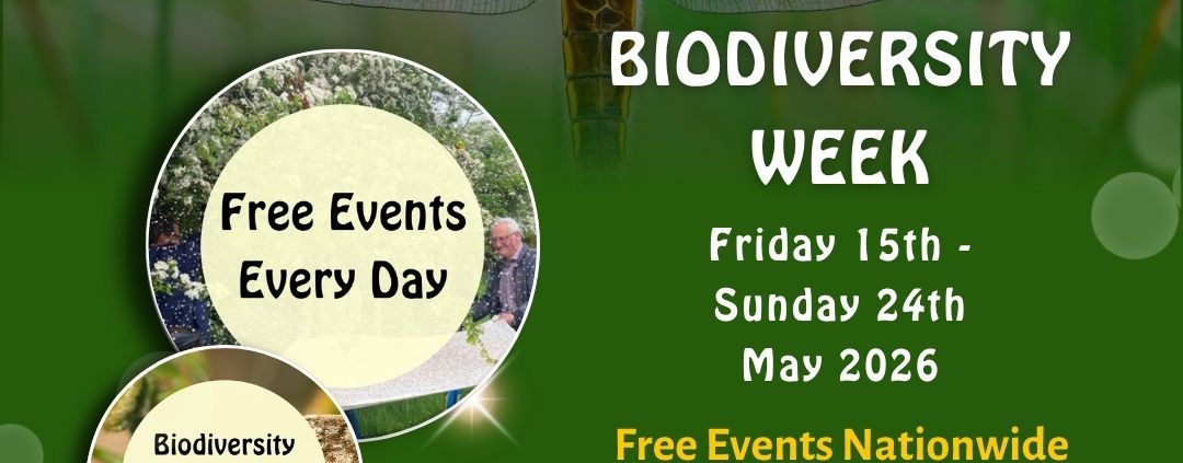 Poster with text and dragonfly with outstretched wings on green background